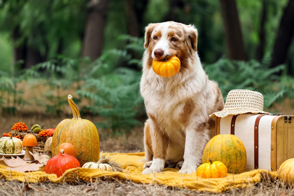 Herbsturlaub mit Hund im Waldviertel