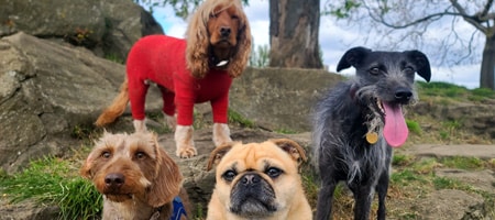 Urlaub mit Hund im Waldviertel